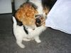 Foxterrier Drahthaar Foto: mit der gardinen spielen ist sehr schon wenn man nicht darf (ID 23266) Foxterrier Drahthaar Hund