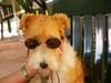 Foxterrier Drahthaar Foto: Ich kan die Sonne gut haben (ID 22655) Foxterrier Drahthaar Hund