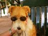 Foxterrier Drahthaar Foto: Ich mit eine Sonnebrille ! (ID 26981) Foxterrier Drahthaar Hund