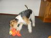 Foxterrier Drahthaar Foto: hier spiele ich gerne mit (ID 23381) Foxterrier Drahthaar Hund