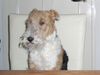 Foxterrier Drahthaar Foto: Ich darf das auf der stuhl sitzen ! (ID 28622) Foxterrier Drahthaar Hund