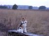 Foxterrier Drahthaar Foto: das ist mein eigene bank in die natur (ID 23382) Foxterrier Drahthaar Hund