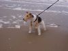 Foxterrier Drahthaar Foto: Ich liebe es auf dem strand zu sein bei das sehr groBes meer ! (ID 23461) Foxterrier Drahthaar Hund
