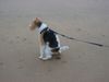 Foxterrier Drahthaar Foto: Was ist das den ! Wir mussen auch einmal und es kan passieren! (ID 23509) Foxterrier Drahthaar Hund