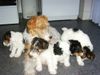 Foxterrier Drahthaar Foto: ich mit meine liebe kleine kinder ! (ID 25671) Foxterrier Drahthaar Hund