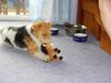 Foxterrier Drahthaar Foto: spielen ist das schonste auf dieser welt (ID 23579) Foxterrier Drahthaar Hund