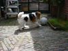 Foxterrier Drahthaar Foto: Mit den bal spielen finde ich das allerschonste (ID 24292) Foxterrier Drahthaar Hund