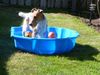 Foxterrier Drahthaar Foto: allein spielen mit wasser ist auch schon ! Timmie. (ID 25015) Foxterrier Drahthaar Hund