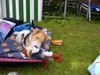 Foxterrier Drahthaar Foto: Spielen und sonnen ist das schonste auf erden ! (ID 23595) Foxterrier Drahthaar Hund