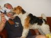 Foxterrier Drahthaar Foto: spielen ist das schonste auf dieser welt ! (ID 23594) Foxterrier Drahthaar Hund