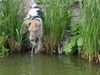 Foxterrier Drahthaar Foto: Ich spiele gerne ins wasser ! Timmie (ID 33692) Foxterrier Drahthaar Hund