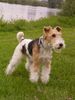 Foxterrier Drahthaar Foto: hier mochte ich immer sein (ID 22641) Foxterrier Drahthaar Hund