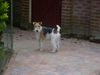 Foxterrier Drahthaar Foto: hier mochte ich immer sein ! (ID 23741) Foxterrier Drahthaar Hund