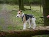 Foxterrier Drahthaar Foto: auf einer baumstamme (ID 31201) Foxterrier Drahthaar Hund