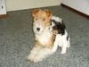 Foxterrier Drahthaar Foto: meine liebe mutter (ID 23280) Foxterrier Drahthaar Hund