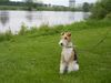 Foxterrier Drahthaar Foto: ein schones aussicht mit wasser im hintergrund. (ID 23760) Foxterrier Drahthaar Hund