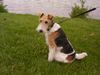 Foxterrier Drahthaar Foto: ich fuhle mich ganz wohl hier am wasser (ID 23761) Foxterrier Drahthaar Hund