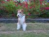 Foxterrier Drahthaar Foto: Ich liebe diese schone rote rosen ! Timmie. (ID 32680) Foxterrier Drahthaar Hund