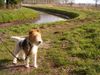 Foxterrier Drahthaar Foto: In diese schone natur bin ich sehr gerne (ID 23230) Foxterrier Drahthaar Hund