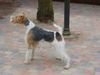 Foxterrier Drahthaar Foto: Ich bewache alles bysonders gut zo das es keine fremde auf dem platz kommen ! TIMMIE. (ID 23742) Foxterrier Drahthaar Hund