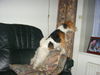Foxterrier Drahthaar Foto: versuche mal um ins haus zukommen ! Timmie ! (ID 27936) Foxterrier Drahthaar Hund