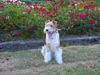 Foxterrier Drahthaar Foto: Was sind diese rote rosen sehr schon ! Timmie (ID 32681) Foxterrier Drahthaar Hund
