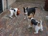 Foxterrier Drahthaar Foto: Timmie, Daisy , Elmo zusammen spielen ist sehr schon ! (ID 30445) Foxterrier Drahthaar Hund