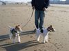 Foxterrier Drahthaar Foto: Wir zusammen an das sehr Grobe Meer ! Timmie und Daisy ! (ID 37613) Foxterrier Drahthaar Hund