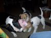 Foxterrier Drahthaar Foto: zwei drahthaar Foxterriers und ein Bulterrier (ID 28615) Foxterrier Drahthaar Hund