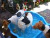 Foxterrier Drahthaar Foto: Das ist eine herliche abkuhlung mit das heiBe Wetter ! (ID 32815) Foxterrier Drahthaar Hund