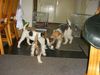 Foxterrier Drahthaar Foto: Mutter Timmie mit ihren zwei Tochter Daisy und Tessa zusammen spielen ist das schonste auf erde ! (ID 23610) Foxterrier Drahthaar Hund