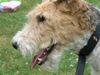 Foxterrier Drahthaar Hund