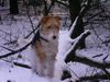 Foxterrier Drahthaar Foto: Im Schnee auf eine baumstamme (ID 22615) Foxterrier Drahthaar Hund