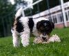 Foxterrier Drahthaar Foto: Das smekt mir sehr gut ! (ID 23606) Foxterrier Drahthaar Hund