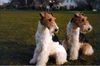 Foxterrier Drahthaar Foto: wir beiden finden es schon um so zu schauen auf diese welt (ID 23249) Foxterrier Drahthaar Hund