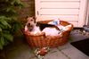 Foxterrier Drahthaar Foto: Sie war fur uns der liebste Foxterrier die es gab. (ID 23596) Foxterrier Drahthaar Hund