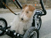 Foxterrier Drahthaar Foto: im kinderwagen sein ist auch gut fur eine foxterrier! (ID 24874) Foxterrier Drahthaar Hund