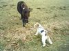 Foxterrier Drahthaar Foto: wer ist groBer du oder ich ! (ID 24764) Foxterrier Drahthaar Hund