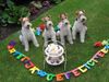Foxterrier Drahthaar Foto: Wir feiern eine geburtstagparty ! (ID 29822) Foxterrier Drahthaar Hund