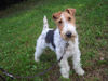 Foxterrier Drahthaar Foto: I`m Zoe von Schloß Eidendorf (ID 25400) Foxterrier Drahthaar Hund
