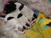 Foxterrier Drahthaar Foto: Wir lieben unsere Mutter Timmie ! (ID 23827) Foxterrier Drahthaar Hund