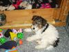 Foxterrier Drahthaar Foto: es ist schon um zu spielen in mein junges leben (ID 23248) Foxterrier Drahthaar Hund