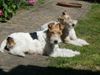 Foxterrier Drahthaar Foto: Mutter und Tochter (ID 46540) Foxterrier Drahthaar Hund