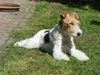 Foxterrier Drahthaar Foto: Ich bin Daisy (ID 46541) Foxterrier Drahthaar Hund