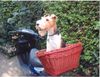 Foxterrier Drahthaar Foto: Das mache ich auch sehr gerne ! (ID 25351) Foxterrier Drahthaar Hund