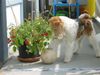 Foxterrier Drahthaar Foto: schone blumen im garten ! (ID 24871) Foxterrier Drahthaar Hund