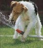 Foxterrier Drahthaar Foto: Ich spiele gerne mit wasser im garten. (ID 25915) Foxterrier Drahthaar Hund