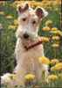 Foxterrier Drahthaar Foto: ich schaue lustig in die welt hinein (ID 25914) Foxterrier Drahthaar Hund