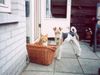 Foxterrier Drahthaar Foto: eine katze und eine foxterrier wurde das gut gehen ! (ID 24872) Foxterrier Drahthaar Hund