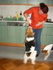 Foxterrier Drahthaar Foto: Der Sahne smekt mir sehr gut . (ID 29842) Foxterrier Drahthaar Hund